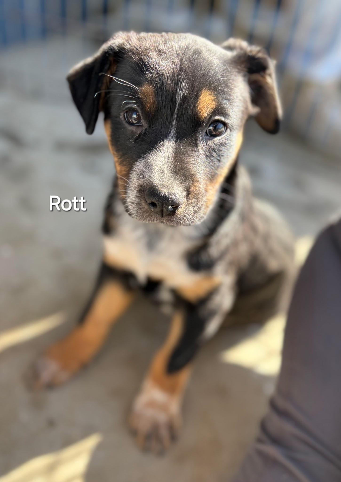Rott, adopted, Puppy Female Mixed Breed.