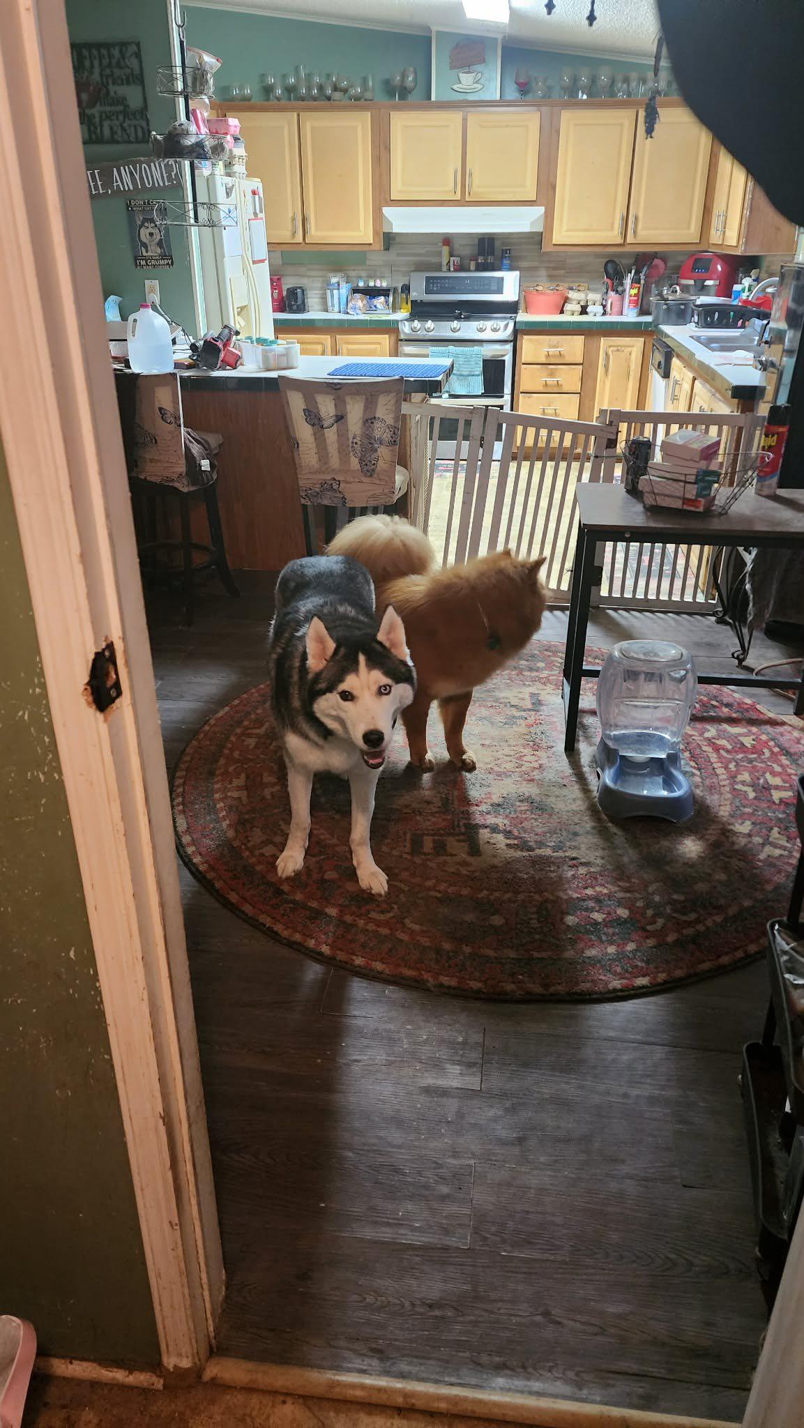 Benny, a Adoptable Siberian Husky in Lakeland, FL image 1/2