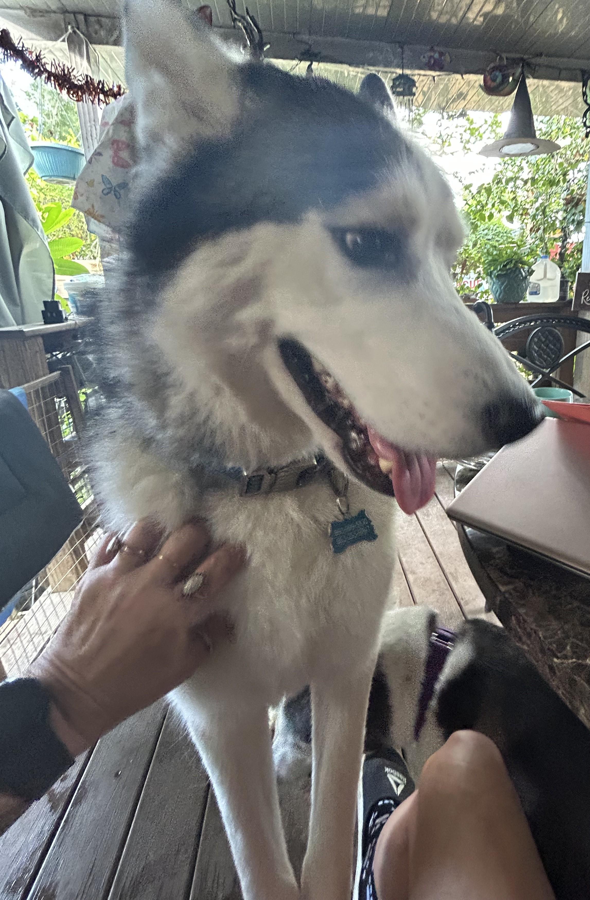Benny, a Adoptable Siberian Husky in Lakeland, FL image 2/2