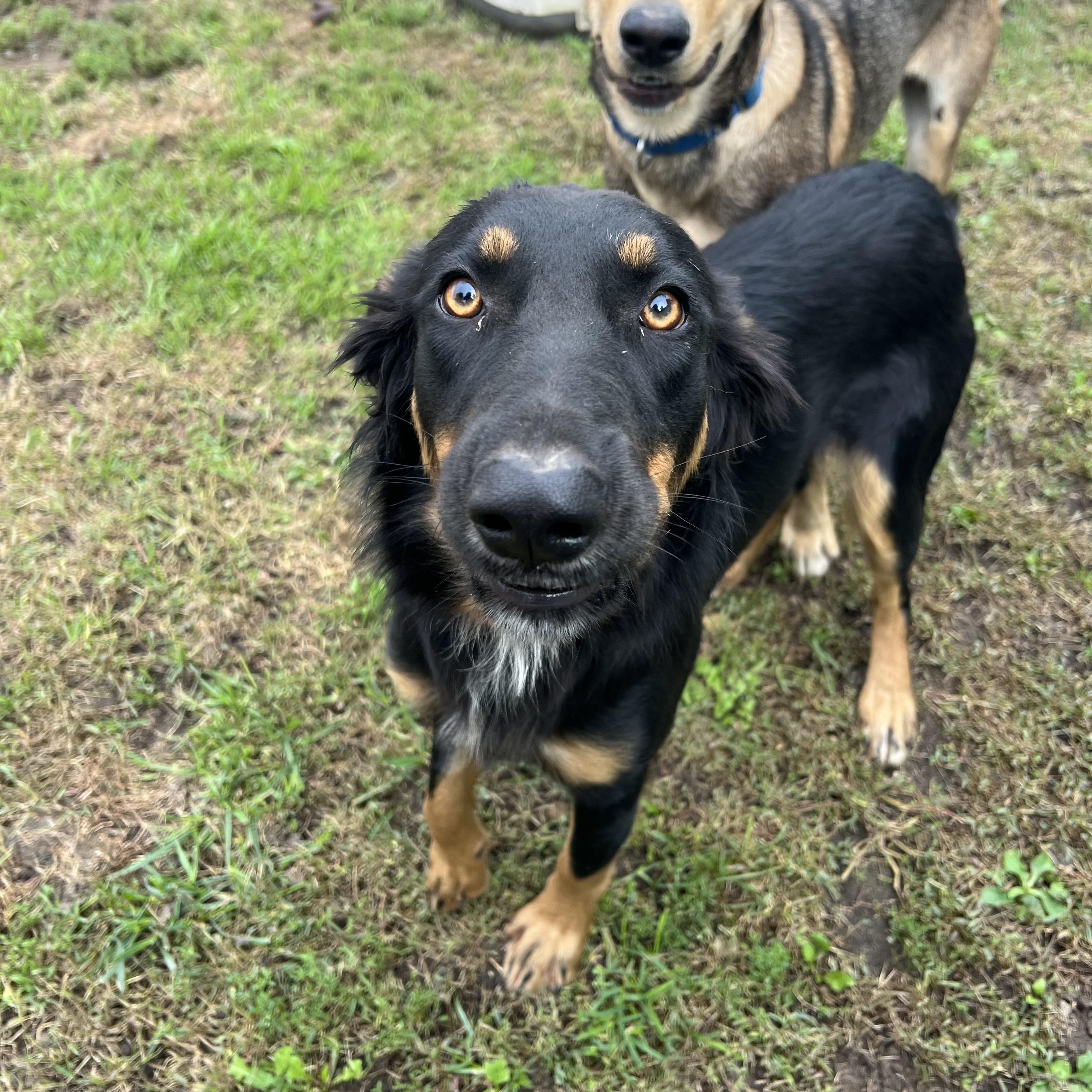 Enlarge Lovey - NO FEE (Sponsored by Hawkins Chevrolet), a Adoptable mixed breed in Fairmont, MN image 2/6