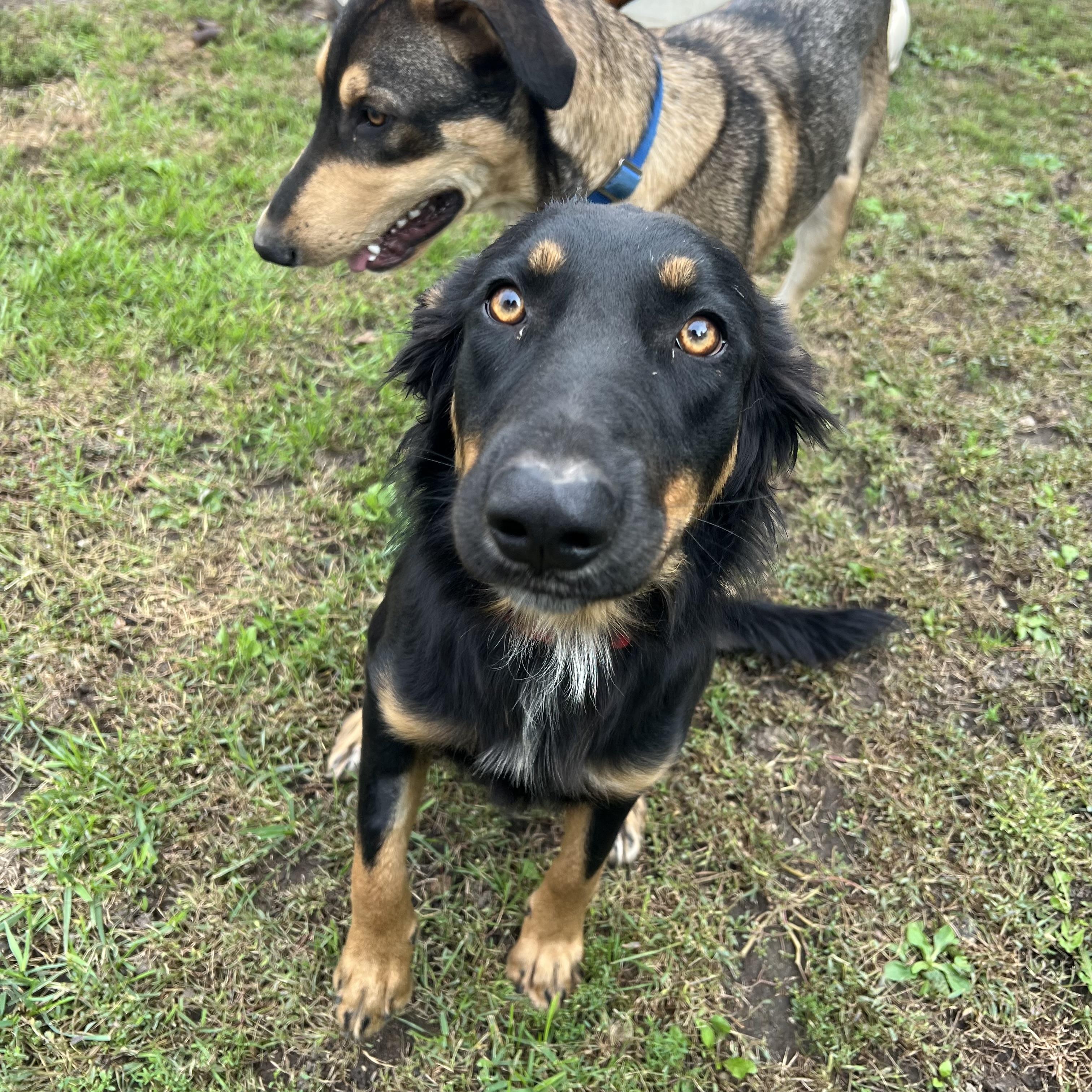 Enlarge Lovey - NO FEE (Sponsored by Hawkins Chevrolet), a Adoptable mixed breed in Fairmont, MN image 5/6