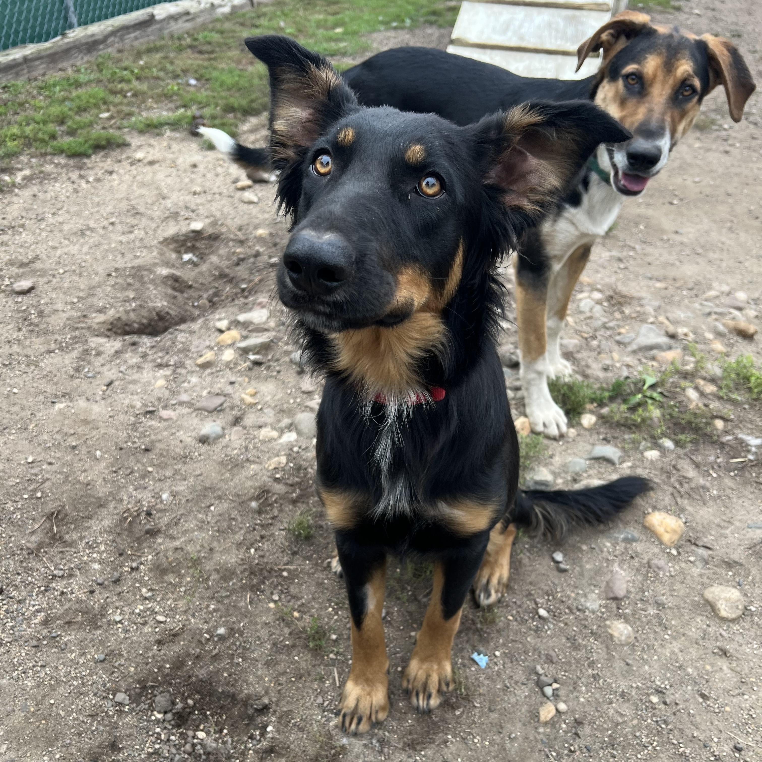 Lovey - NO FEE (Sponsored by Hawkins Chevrolet), Adoptable, Young Female Shepherd.