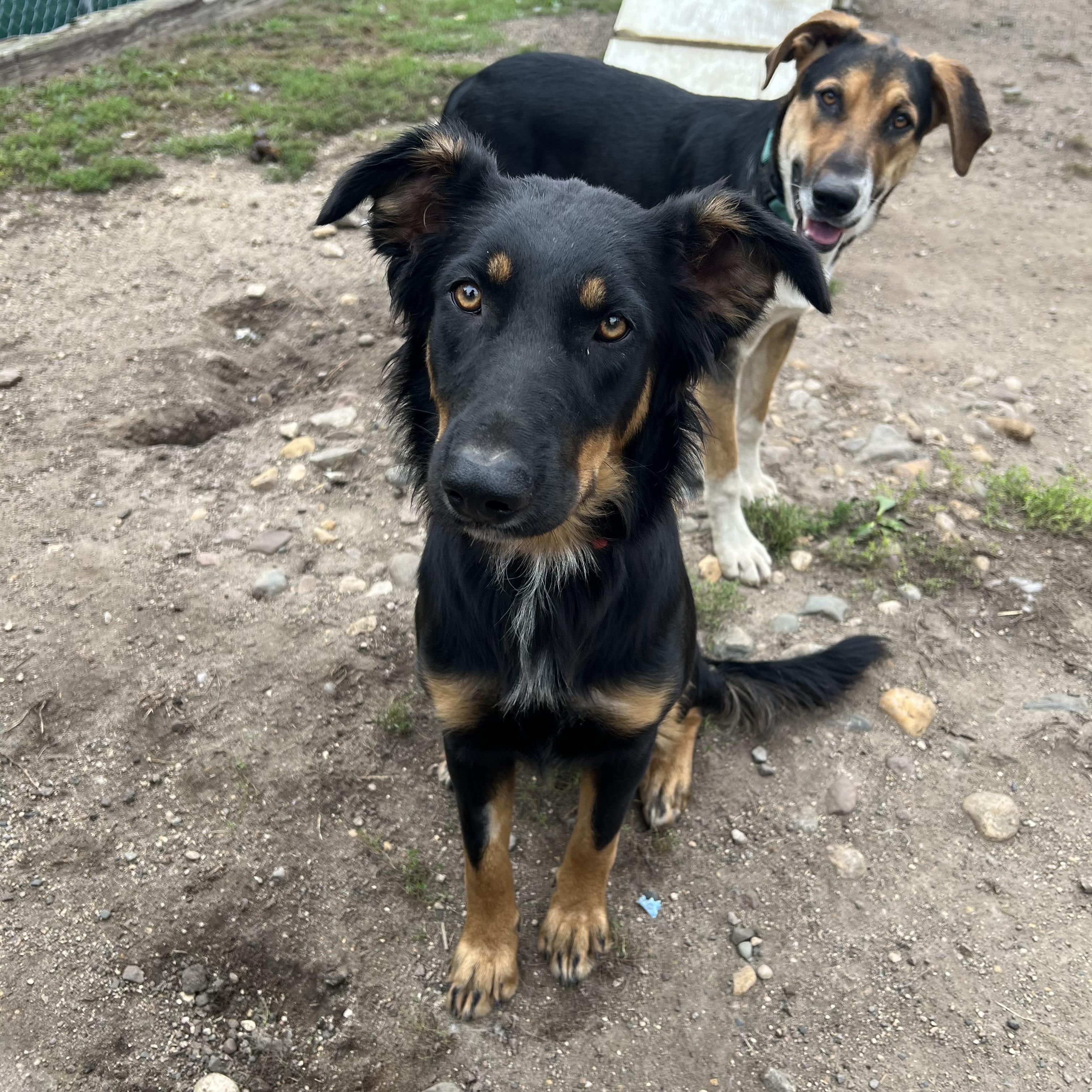 Enlarge Lovey - NO FEE (Sponsored by Hawkins Chevrolet), a Adoptable mixed breed in Fairmont, MN image 4/6