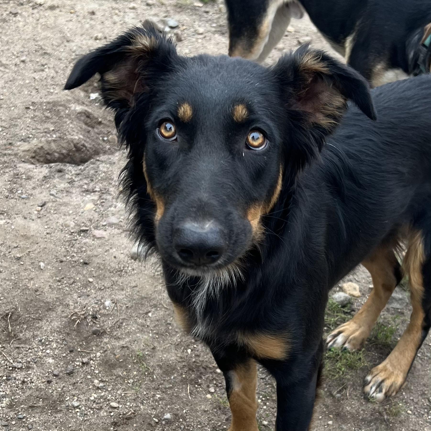 Enlarge Lovey - NO FEE (Sponsored by Hawkins Chevrolet), a Adoptable mixed breed in Fairmont, MN image 6/6