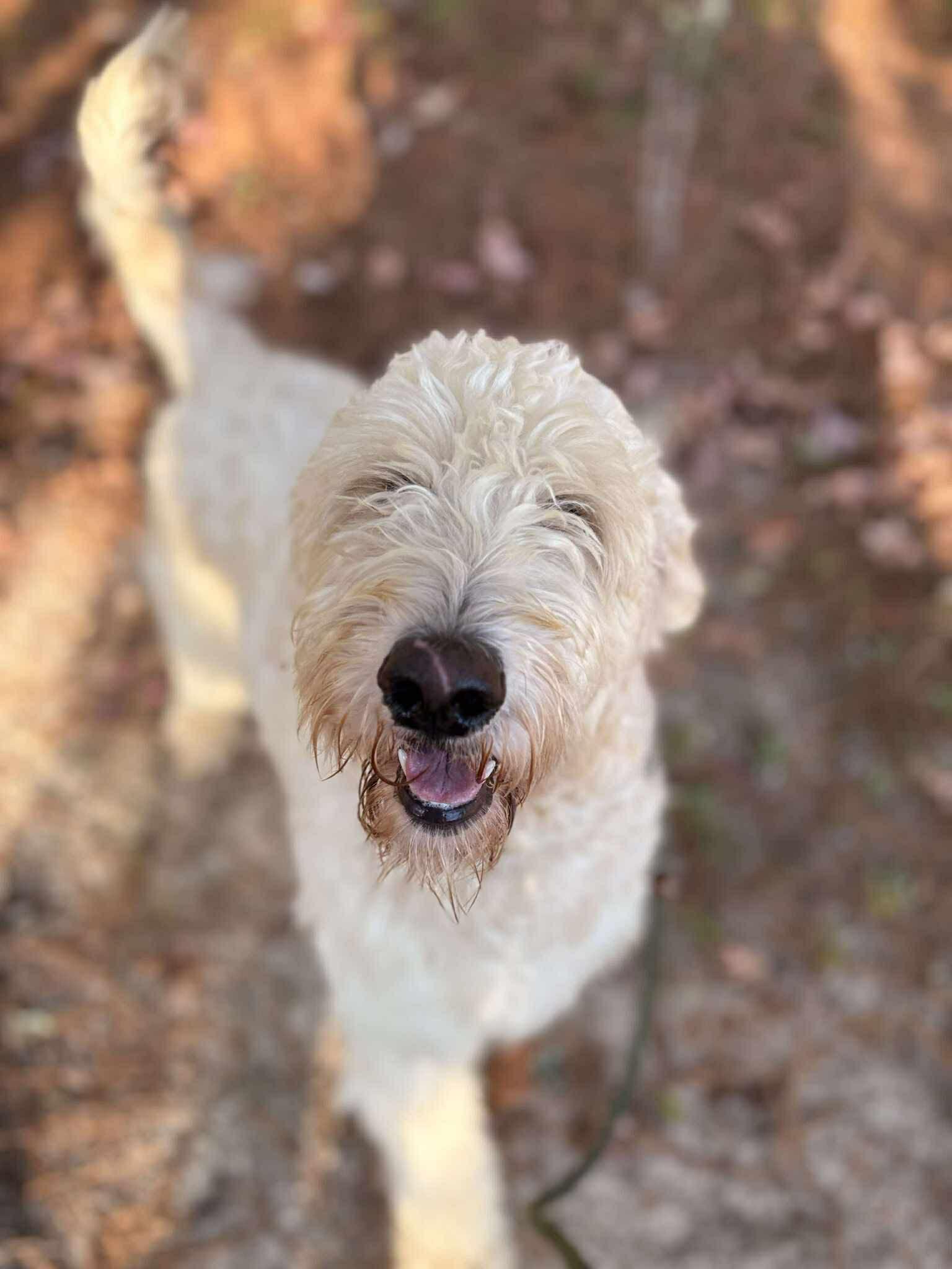 Buddy, Adoptable, Young Male Poodle.