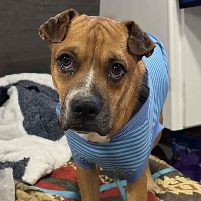 Enlarge Rocky, a Adoptable mixed breed in Ft Walton Beach , FL image 1/3