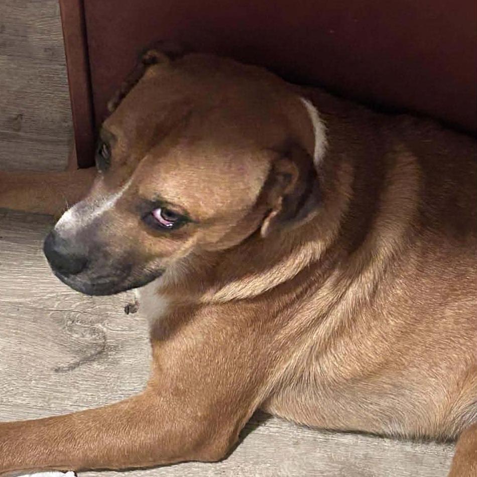 Enlarge Rocky, a Adoptable mixed breed in Ft Walton Beach , FL image 2/3