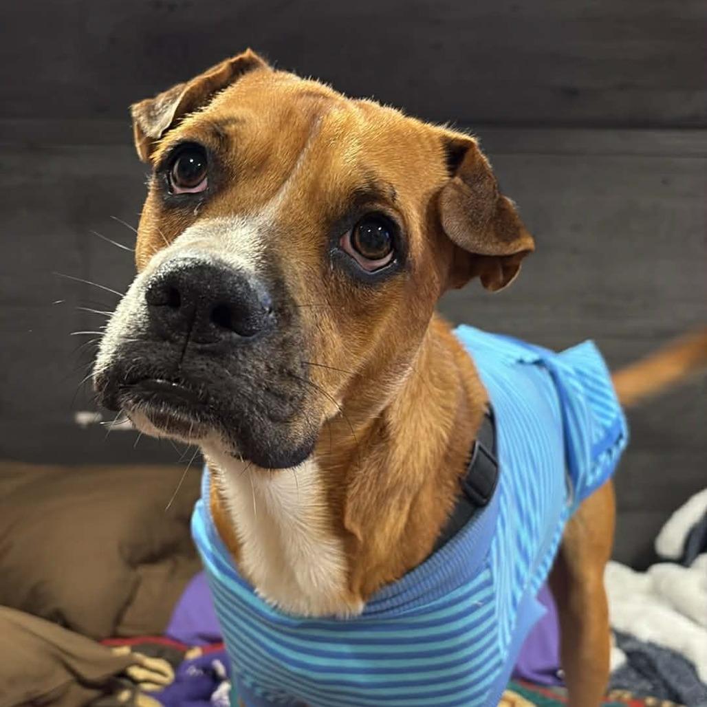 Enlarge Rocky, a Adoptable mixed breed in Ft Walton Beach , FL image 3/3