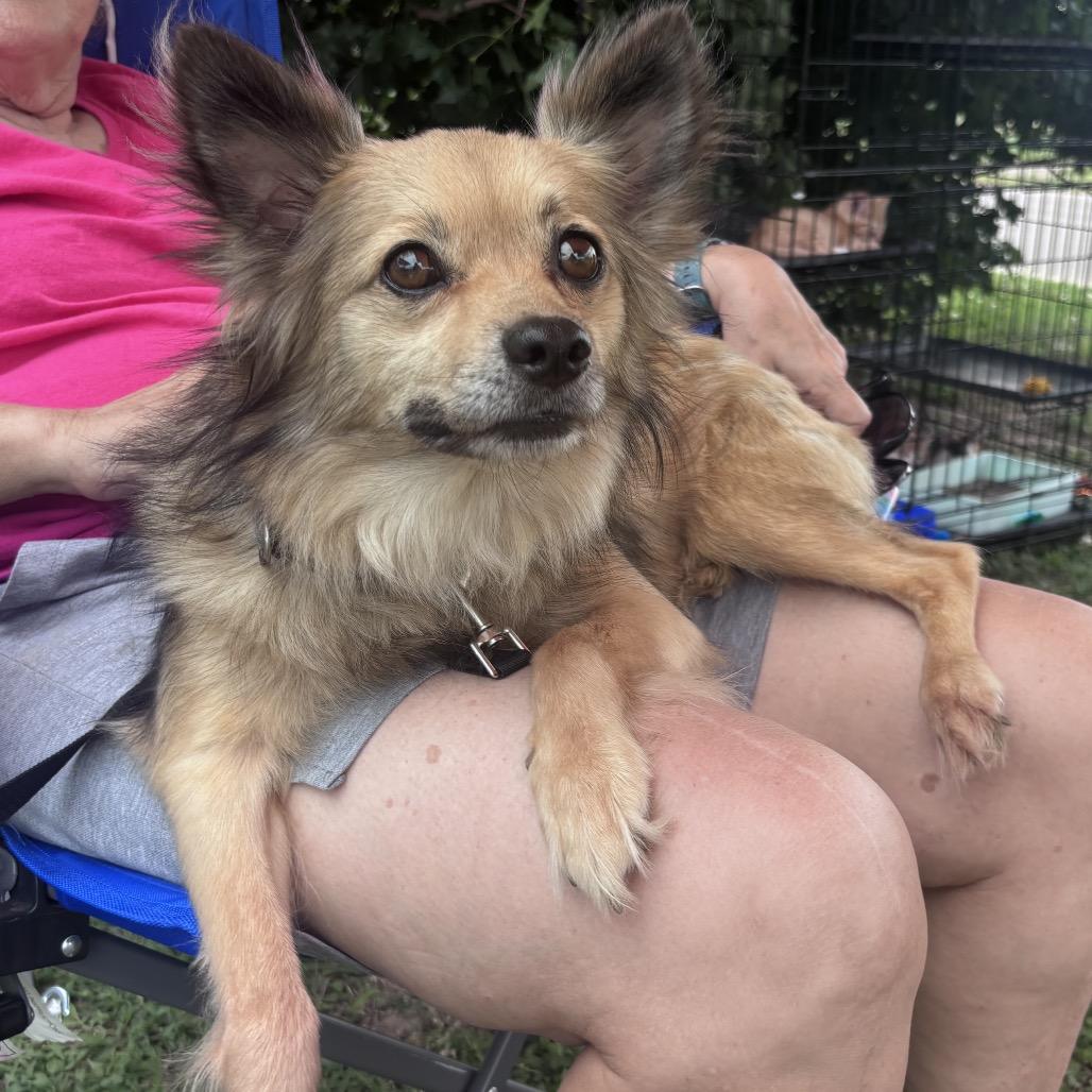Enlarge Gizmo, a Adoptable mixed breed in Pittsburg, KS image 1/4