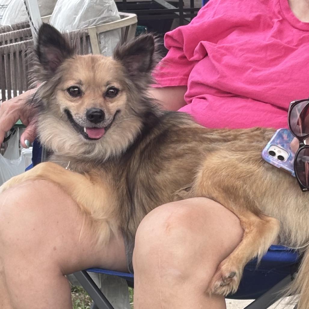 Enlarge Gizmo, a Adoptable mixed breed in Pittsburg, KS image 2/4