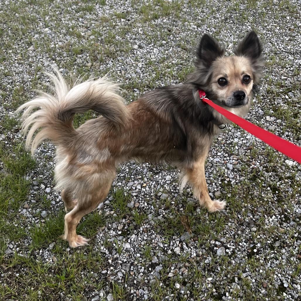 Gizmo, Adoptable, Adult Male Pomeranian & Mixed Breed.