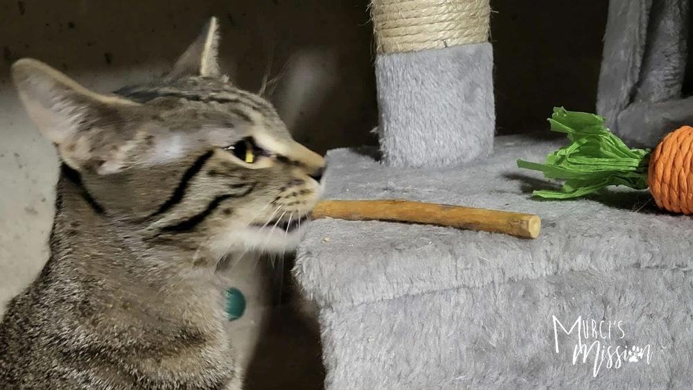 Cribbage, Adoptable, Kitten Male Domestic Short Hair.
