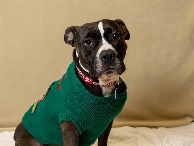 TACO, Adoptable, Adult Female Pit Bull Terrier & Mixed Breed.