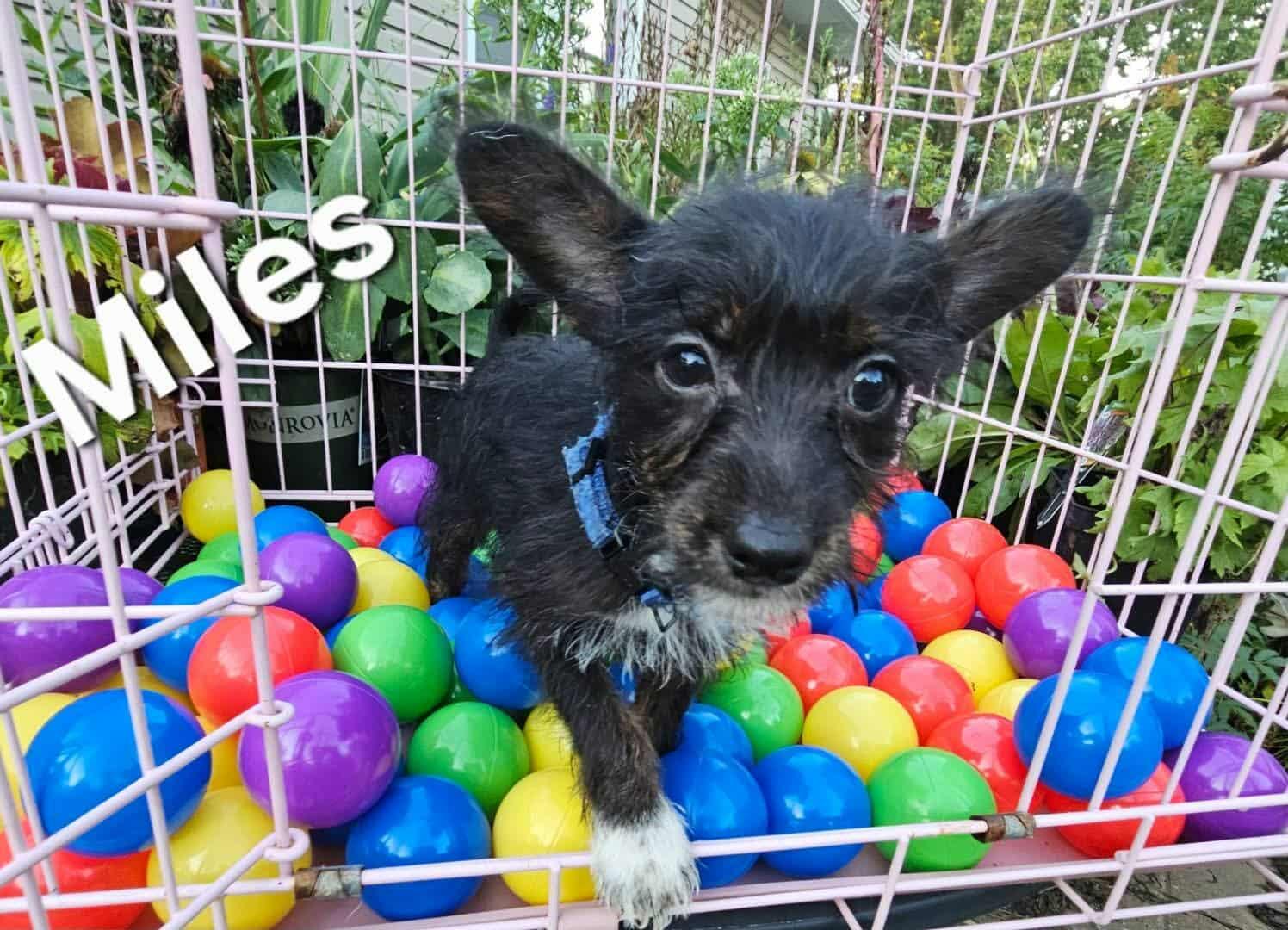 Miles, a Adopted mixed breed in Waterloo, IA image 1/2