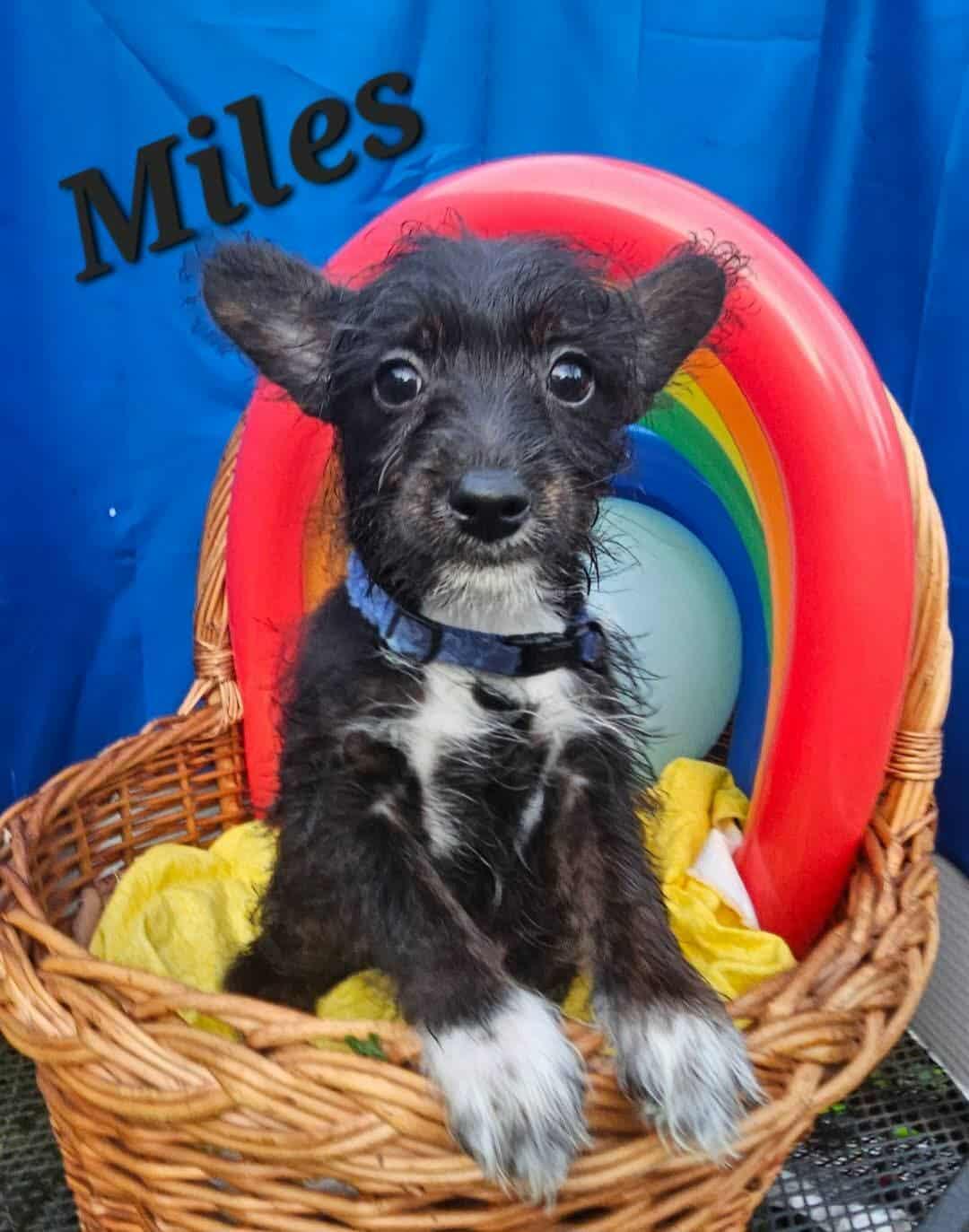 Miles, a Adopted mixed breed in Waterloo, IA image 2/2