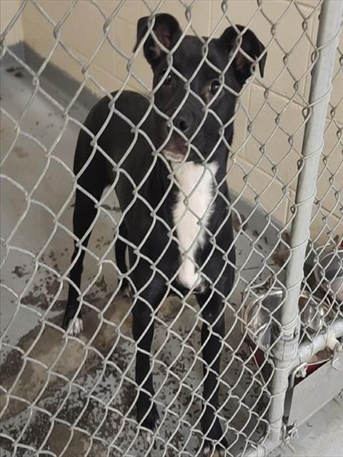 Enlarge FRIZZLE, a Adoptable mixed breed in Anchorage, AK image 1/1