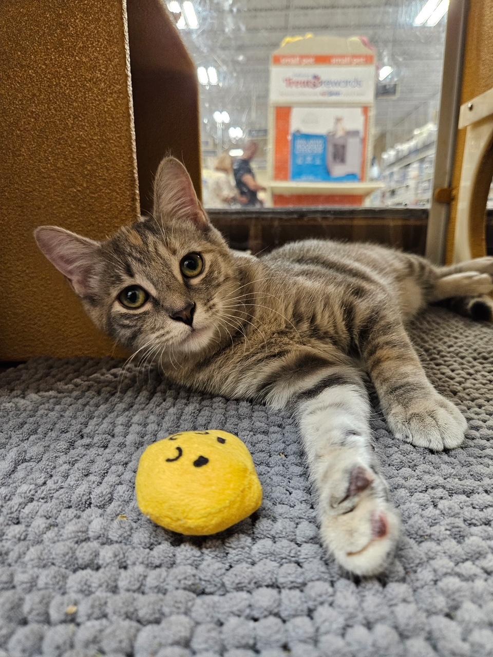 Nike, Adopted, Kitten Female Domestic Short Hair.