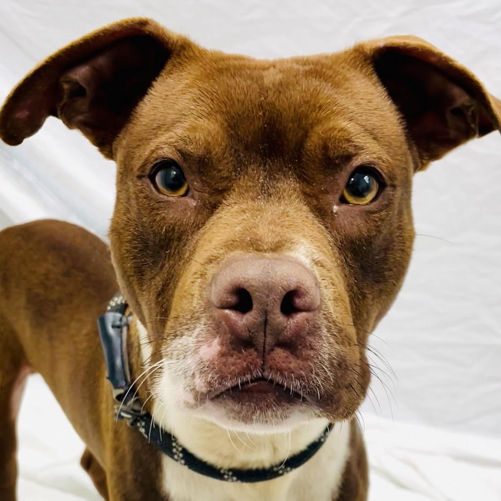Copper, Adoptable, Young Male Terrier & Cattle Dog.