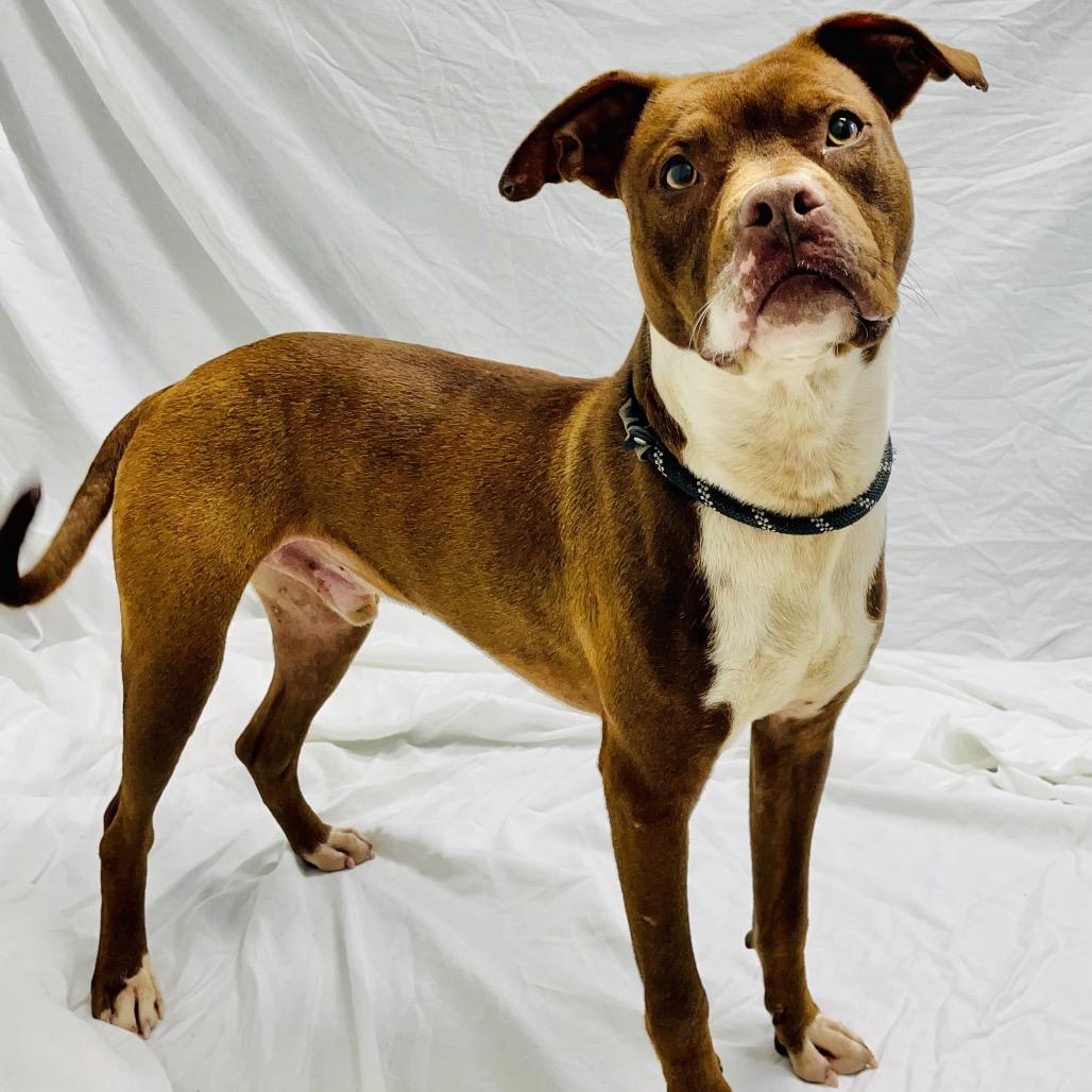Enlarge Copper, a Adoptable mixed breed in Lebanon, MO image 2/4