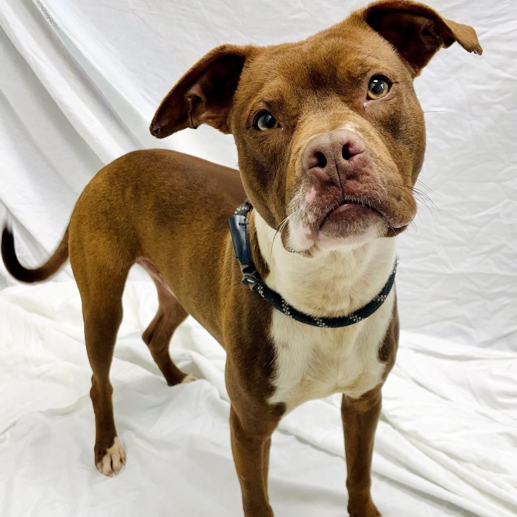 Enlarge Copper, a Adoptable mixed breed in Lebanon, MO image 3/4