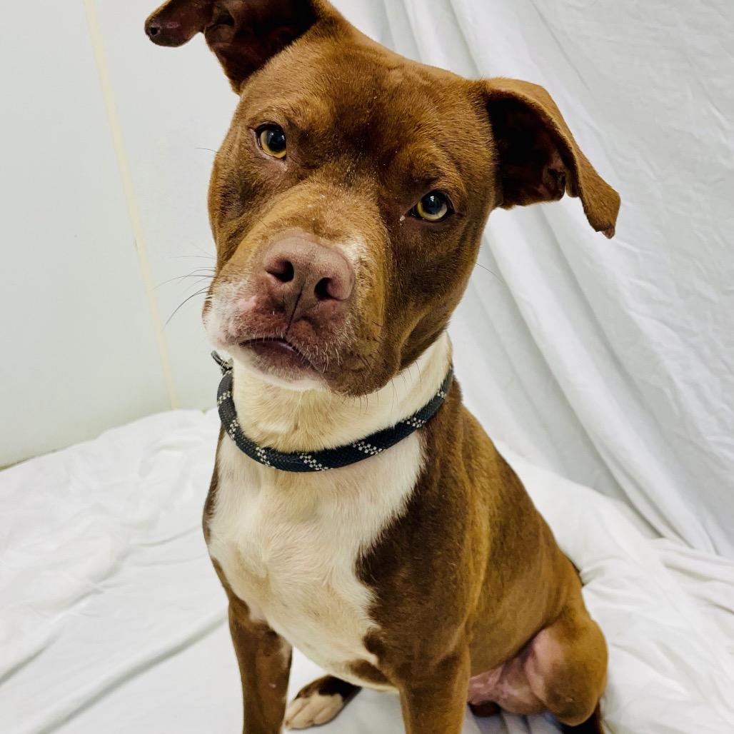 Enlarge Copper, a Adoptable mixed breed in Lebanon, MO image 4/4