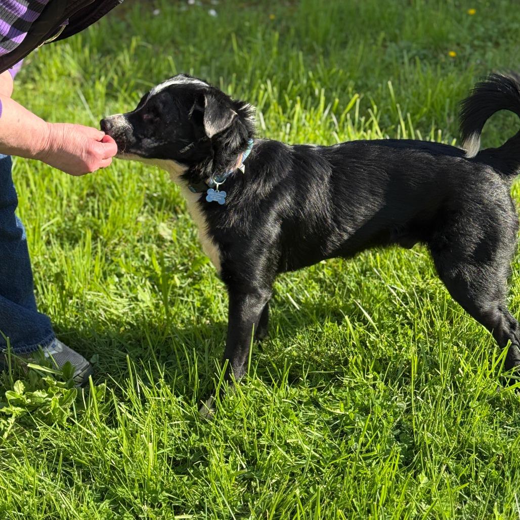 Enlarge Toby, a Adoptable Border Collie in Corvallis, OR image 1/4