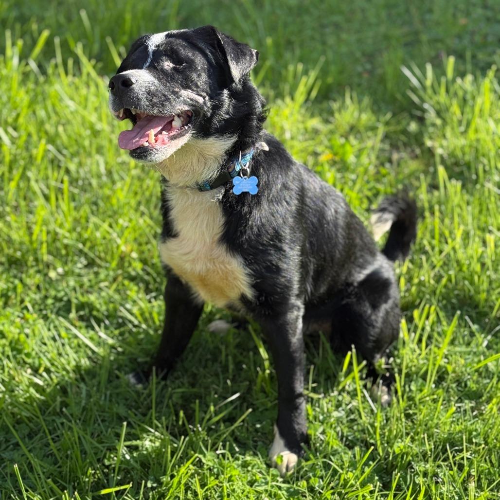 Enlarge Toby, a Adoptable Border Collie in Corvallis, OR image 2/4