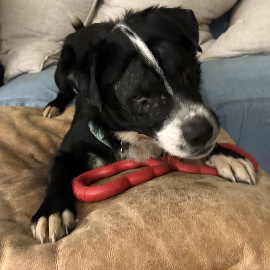 Enlarge Toby, a Adoptable Border Collie in Corvallis, OR image 3/4