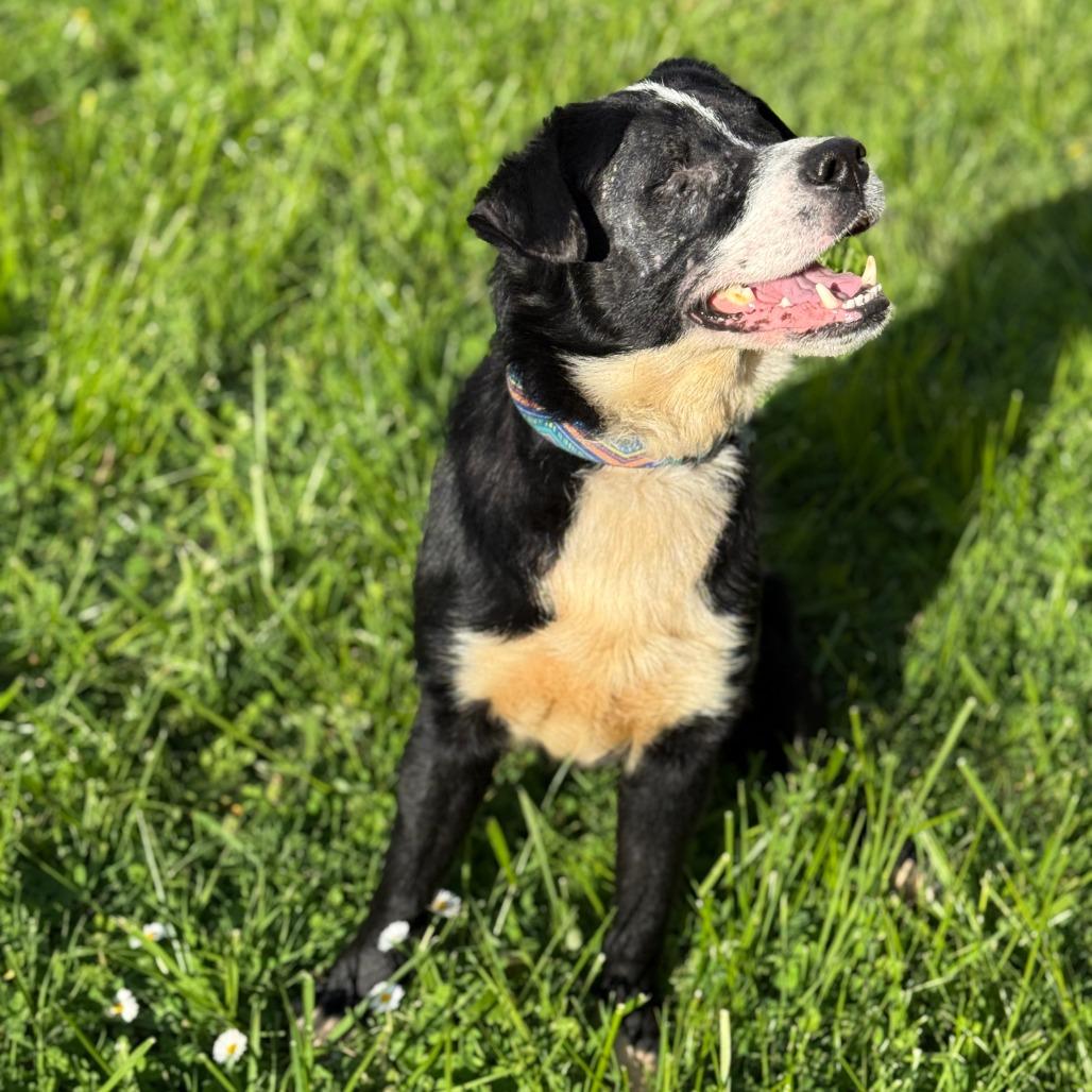 Enlarge Toby, a Adoptable Border Collie in Corvallis, OR image 4/4