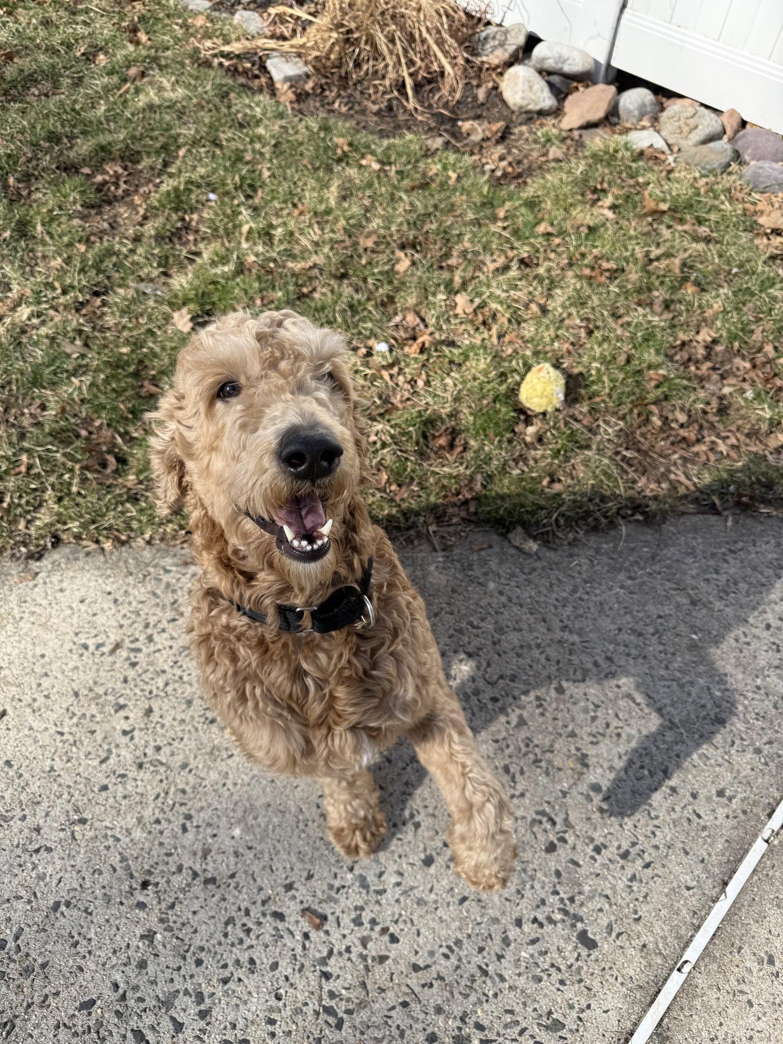 Jax, Adopted, Adult Male Golden Retriever & Standard Poodle.
