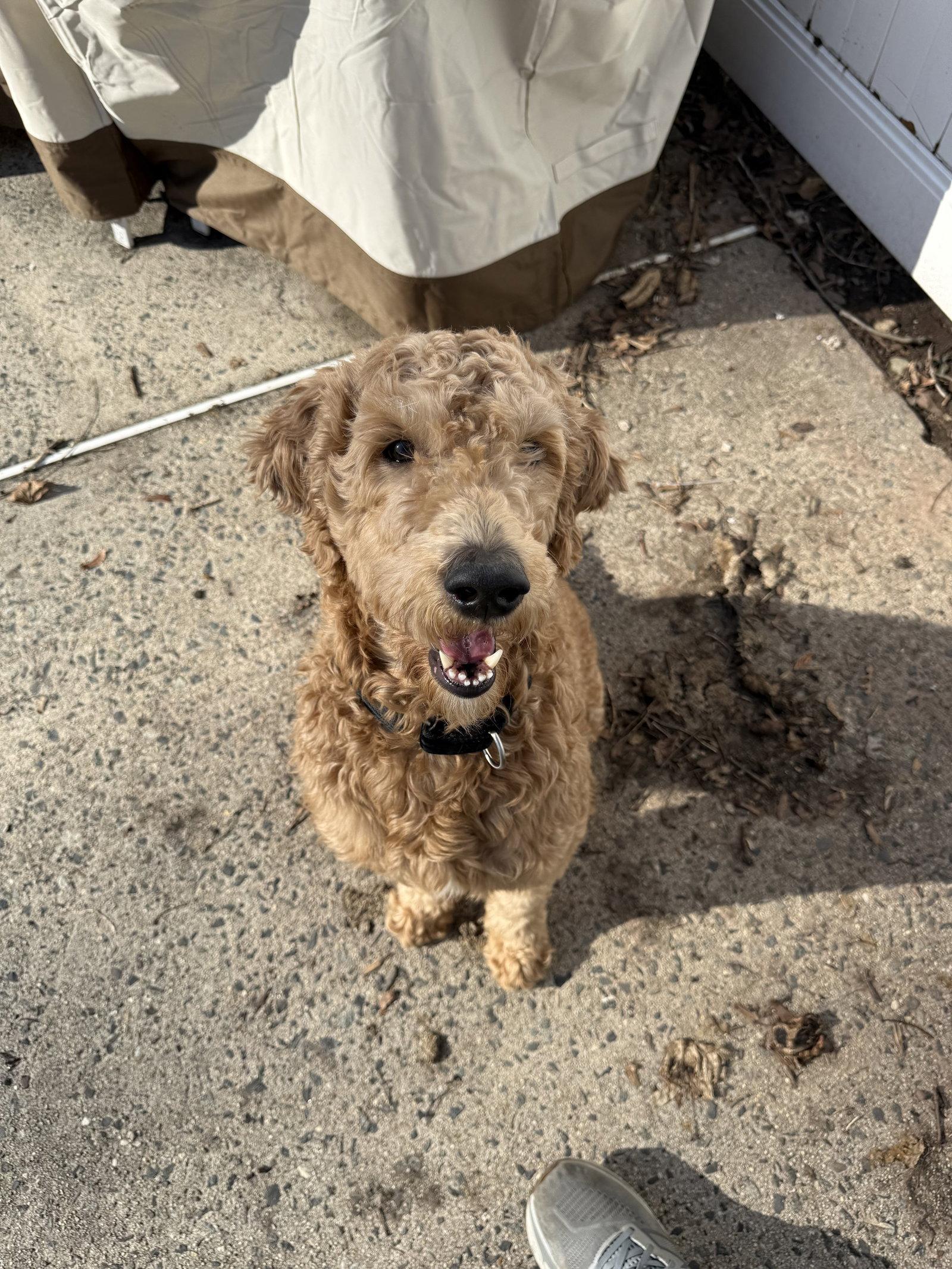 Jax, a Adopted mixed breed in Monticello, NY image 2/3