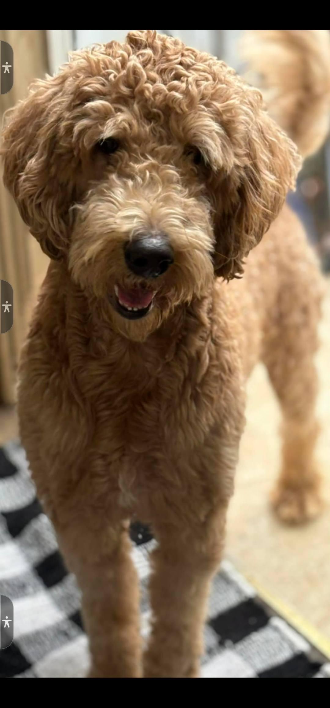 Jax, a Adopted mixed breed in Monticello, NY image 3/3