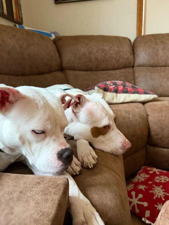 Enlarge Frito, a Adoptable mixed breed in Clarksburg, MO image 6/6