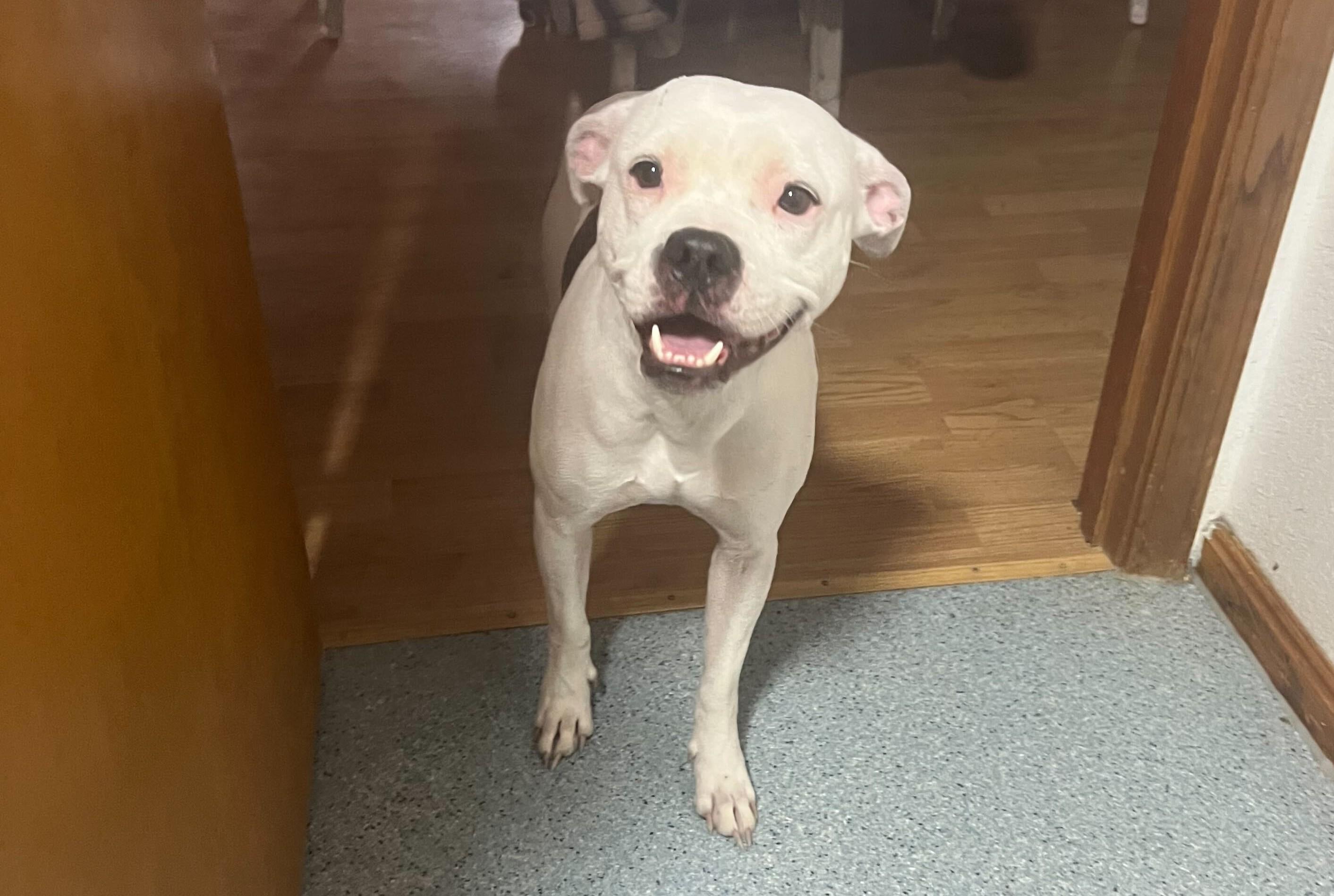 Enlarge Frito, a Adoptable mixed breed in Clarksburg, MO image 1/5