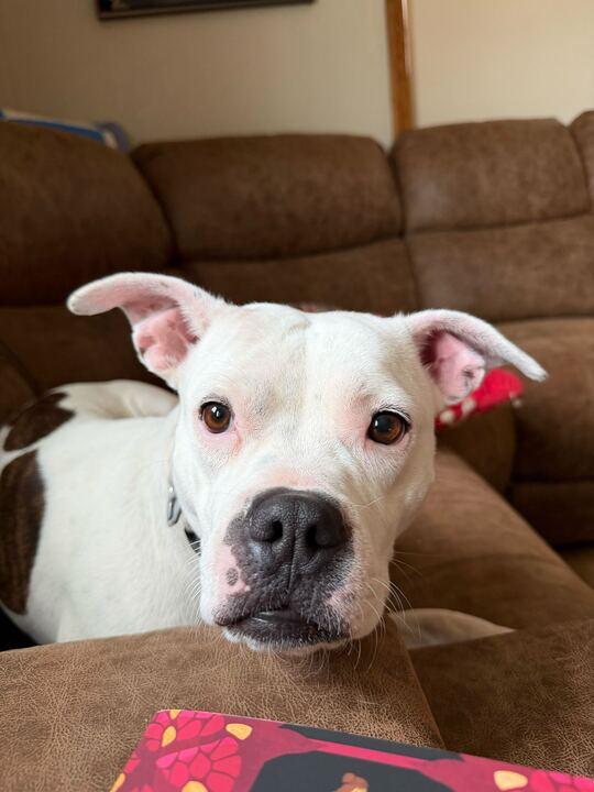 Enlarge Frito, a Adoptable mixed breed in Clarksburg, MO image 2/6