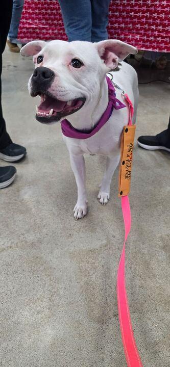 Enlarge Frito, a Adoptable mixed breed in Clarksburg, MO image 6/6