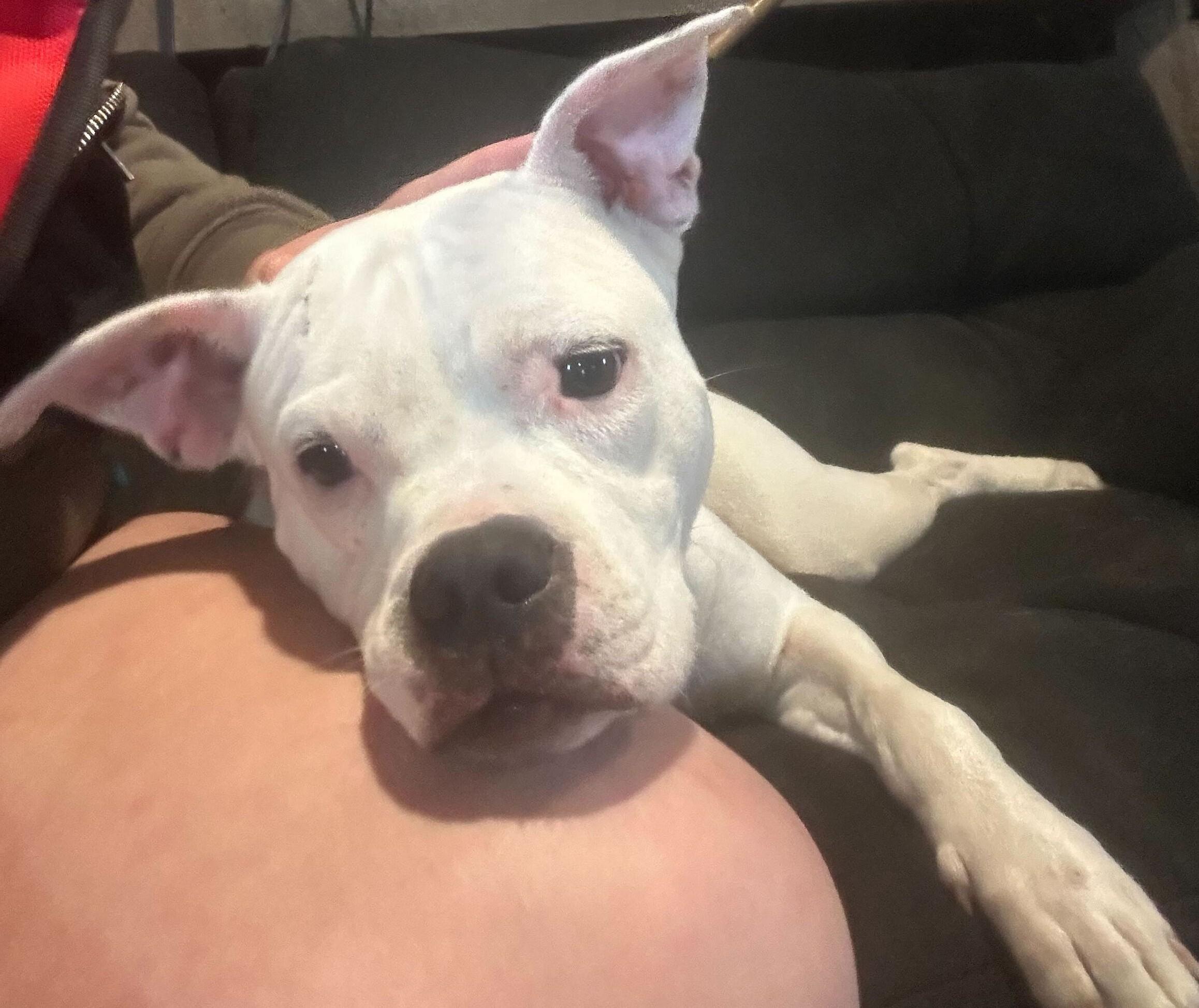 Enlarge Frito, a Adoptable mixed breed in Clarksburg, MO image 2/5