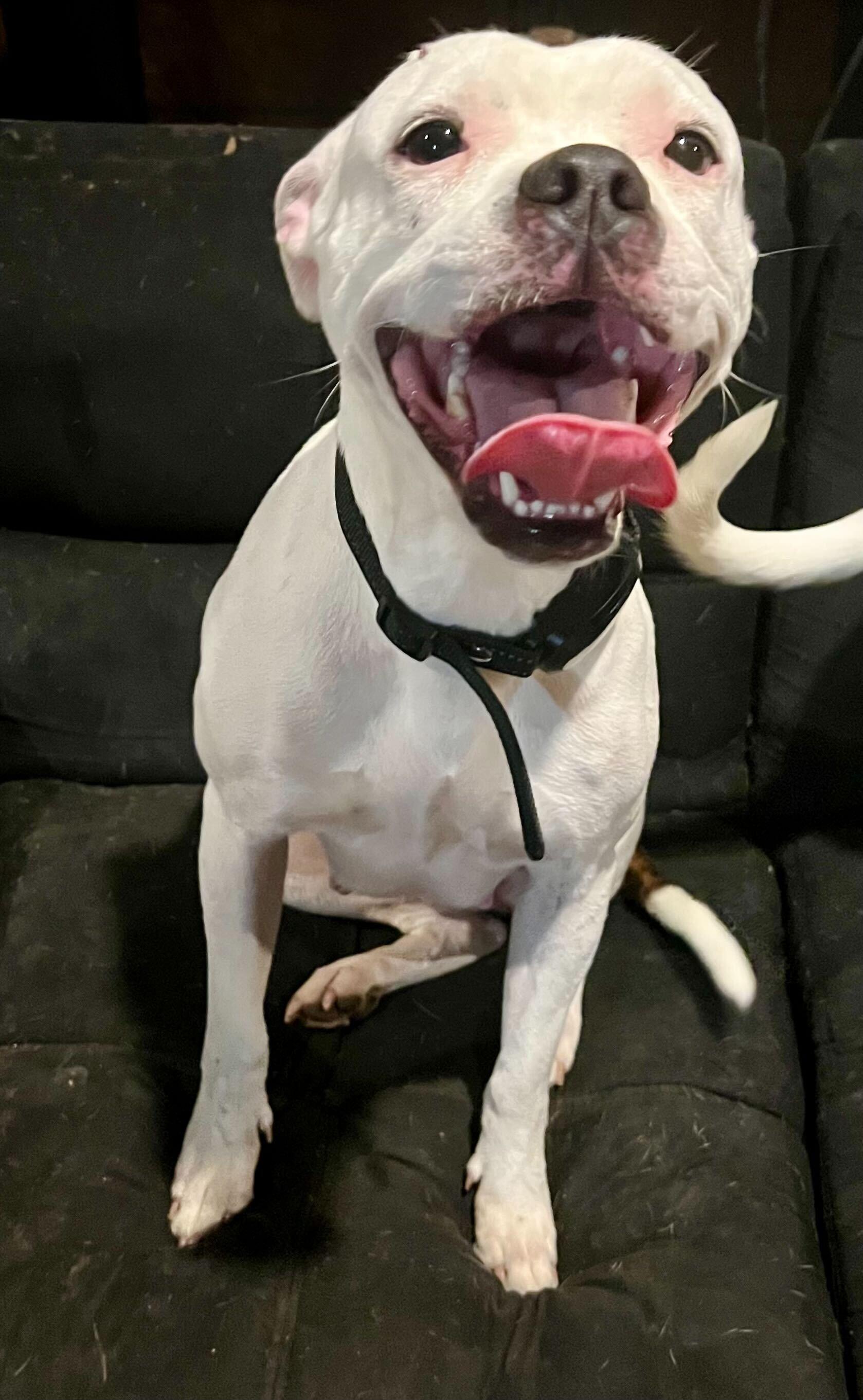 Enlarge Frito, a Adoptable mixed breed in Clarksburg, MO image 3/5