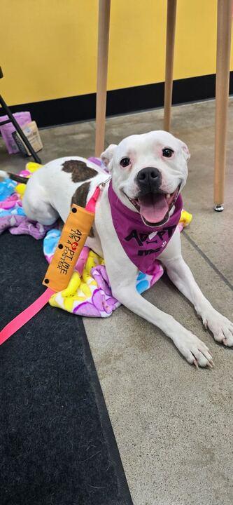 Frito, Adoptable, Adult Female Boxer.