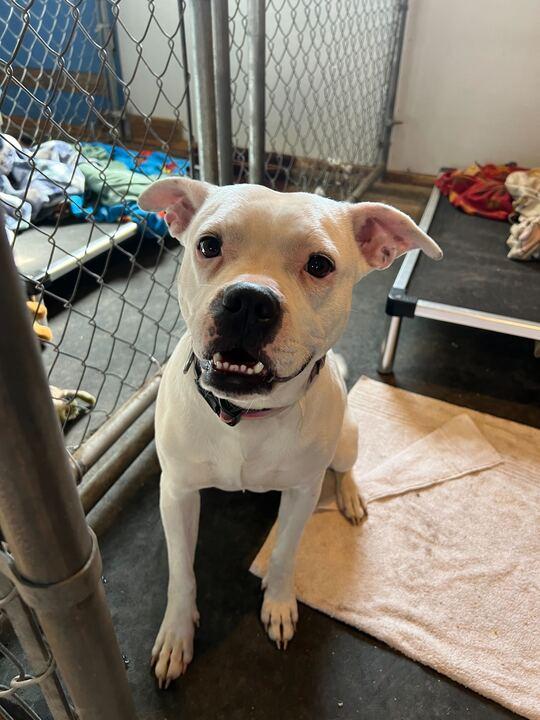 Enlarge Frito, a Adoptable mixed breed in Clarksburg, MO image 1/6