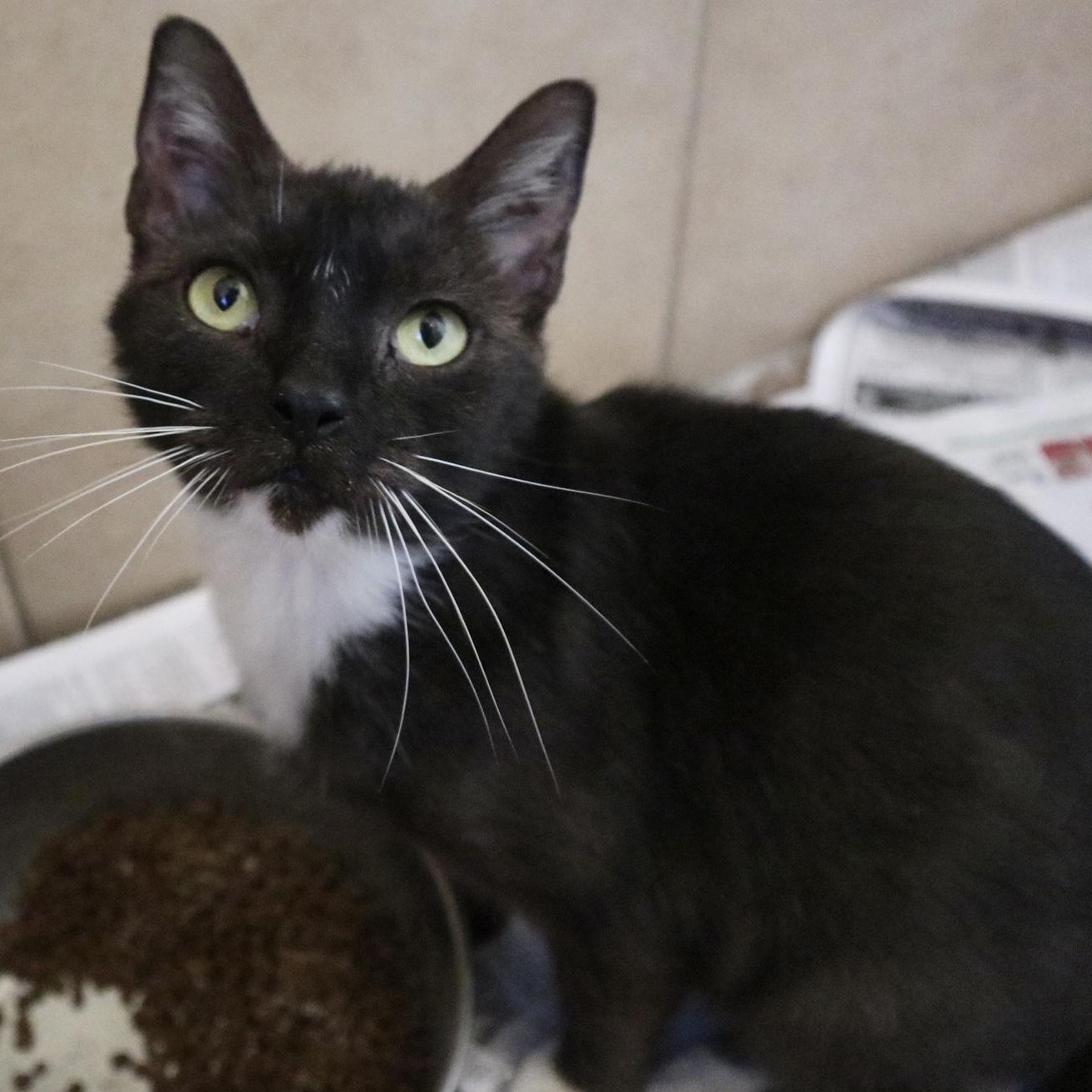 Pesto, a Adoptable Domestic Short Hair in Rossville, TN image 4/6