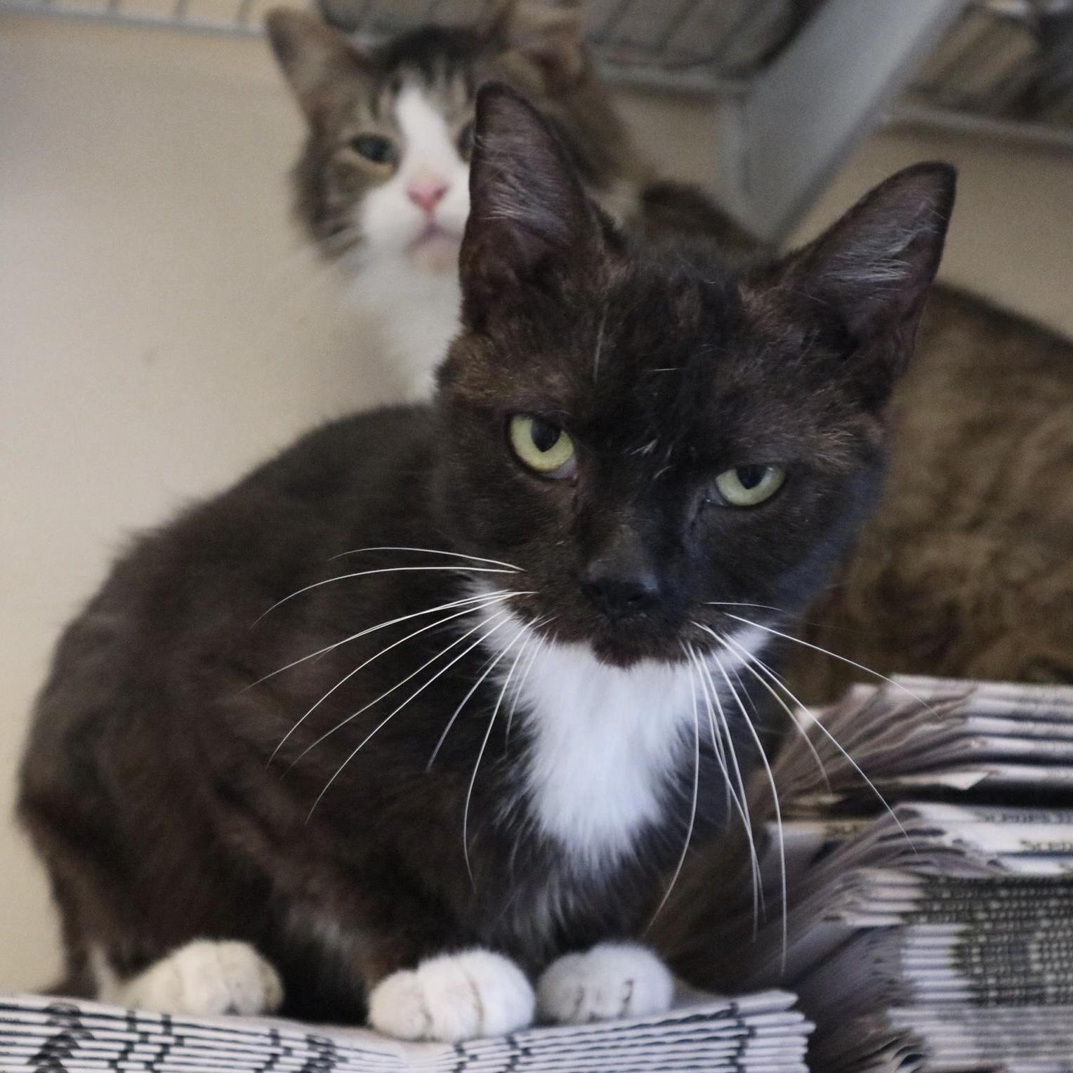 Pesto, a Adoptable Domestic Short Hair in Rossville, TN image 6/6