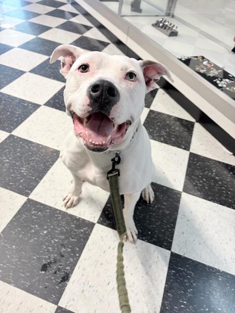 Ivory, Adoptable, Young Female American Bulldog & American Staffordshire Terrier.