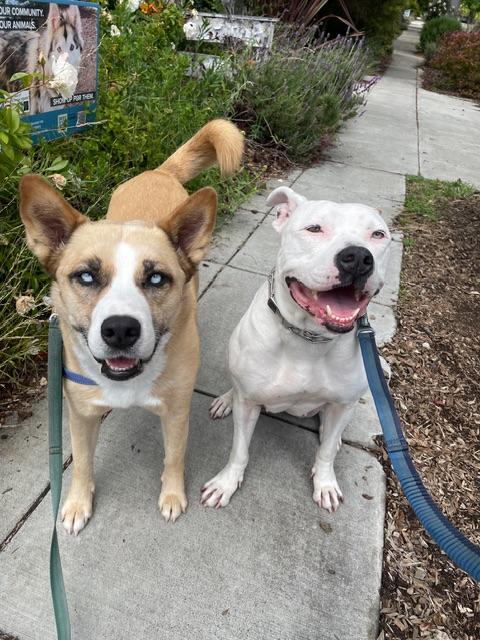 Enlarge Ivory, a Adoptable mixed breed in oakland, CA image 5/6