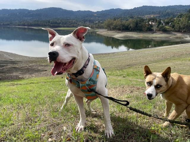 Ivory, a Adoptable mixed breed in oakland, CA image 4/6