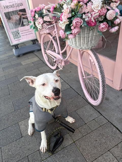 Ivory, a Adoptable mixed breed in oakland, CA image 3/6