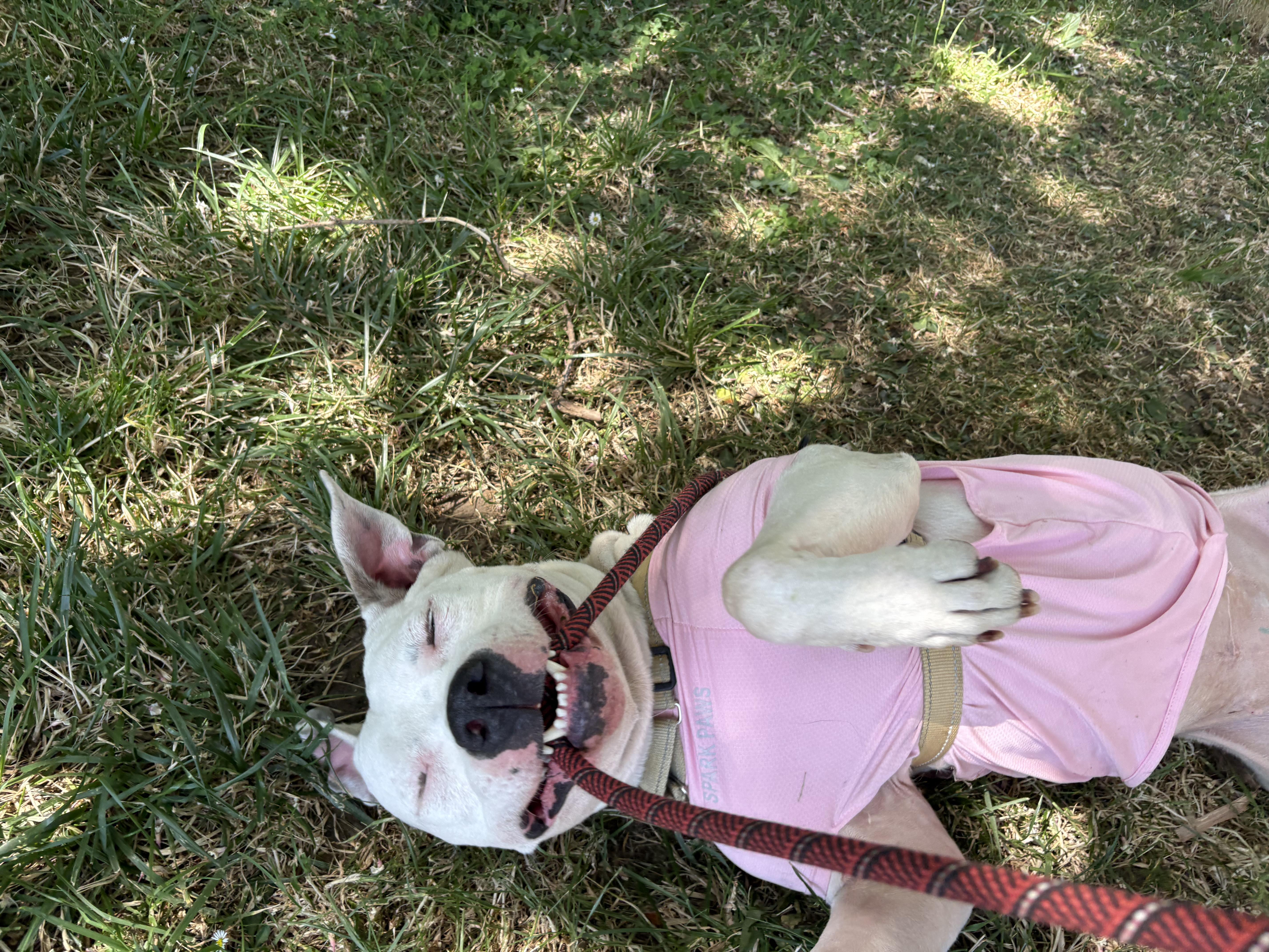 Ivory, a Adoptable mixed breed in oakland, CA image 6/6