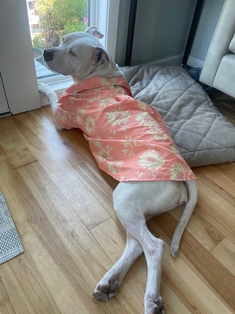 Ivory, Adoptable, Young Female American Bulldog & American Staffordshire Terrier.