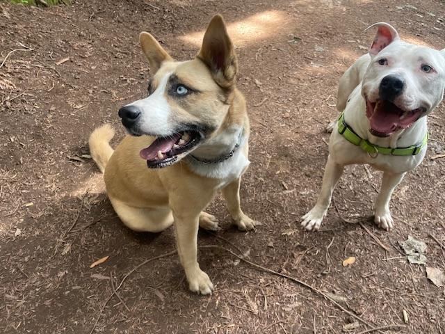 Ivory, a Adoptable mixed breed in oakland, CA image 3/6