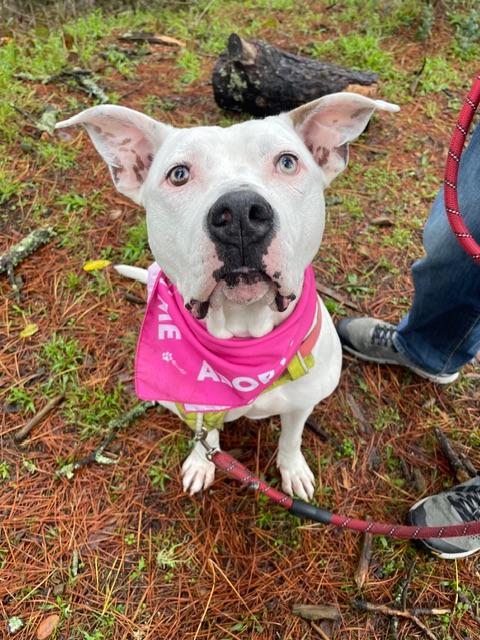 Ivory, Adoptable, Young Female American Bulldog & American Staffordshire Terrier.
